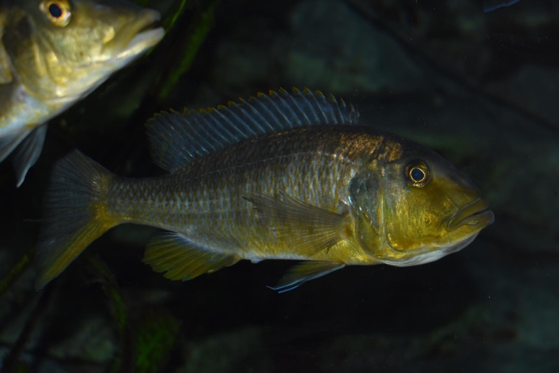 Buccochromis rhoadesii